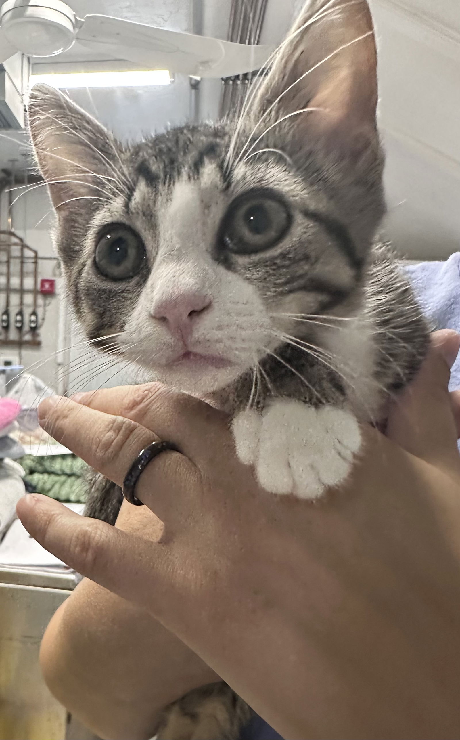 adoptable Cat in Sterling, MA named Pam - AVL 7/25 - 10 Weeks