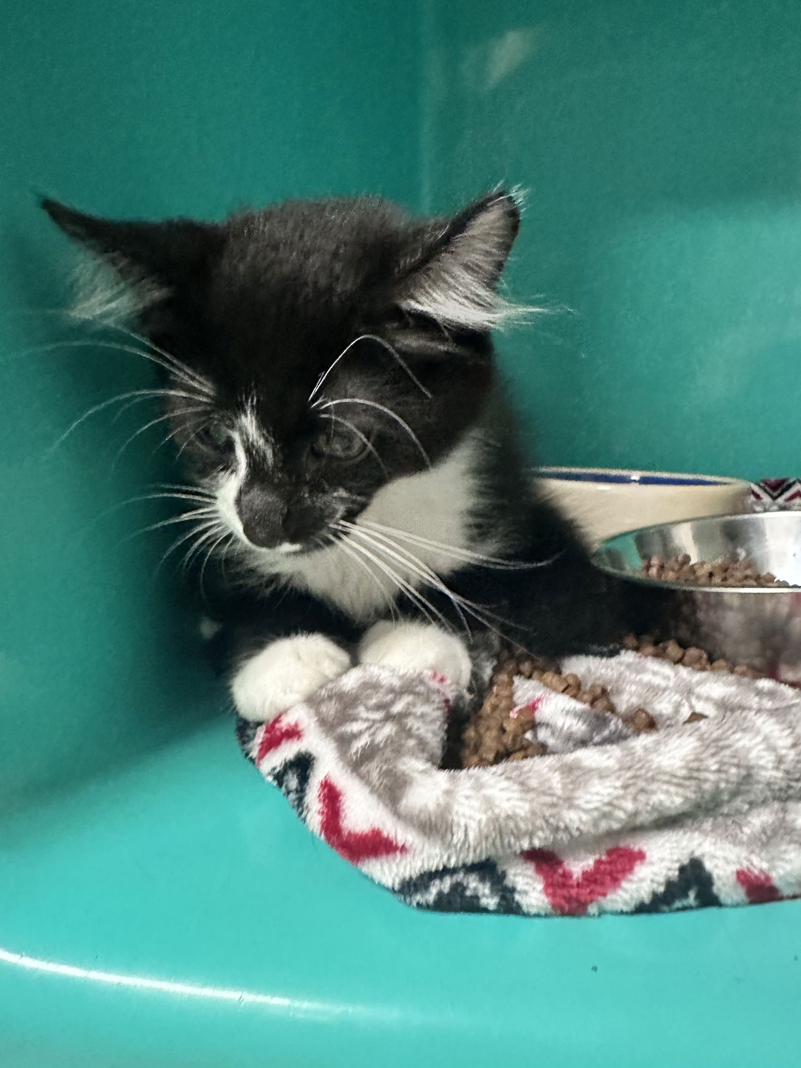 adoptable Cat in Sterling, MA named Moonshine - AVL 7/25 - 10 Weeks