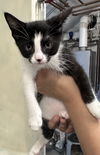 adoptable Cat in Sterling, MA named Daisy Girl  - 8 Weeks