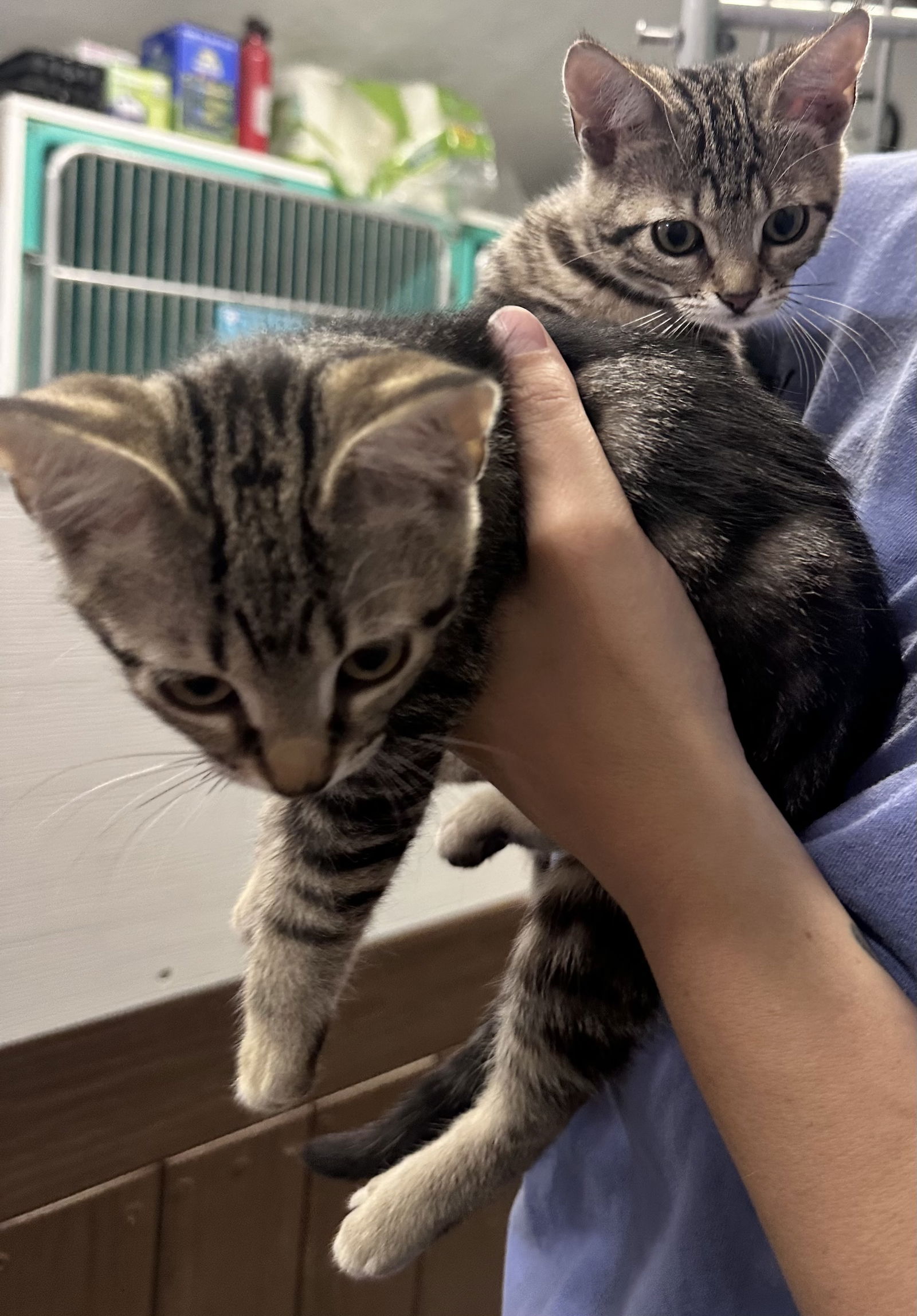 adoptable Cat in Sterling, MA named Winnie & Daisy Mae - AVL 7/25 - 8 Weeks