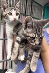 adoptable Cat in Sterling, MA named Frankie & ADOPTED- 8 Weeks