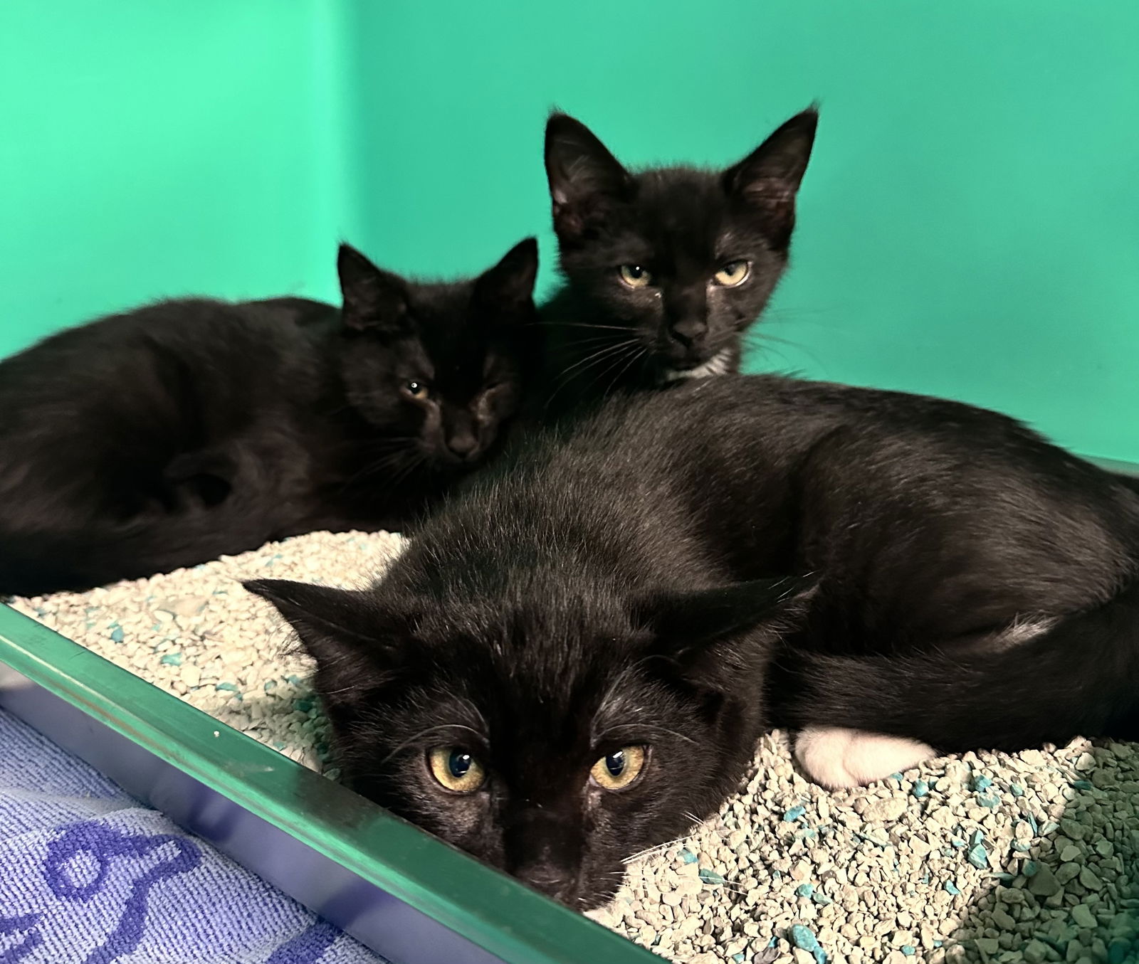 adoptable Cat in Sterling, MA named Vecna,crissy,eddie-avl 7/25 3 months