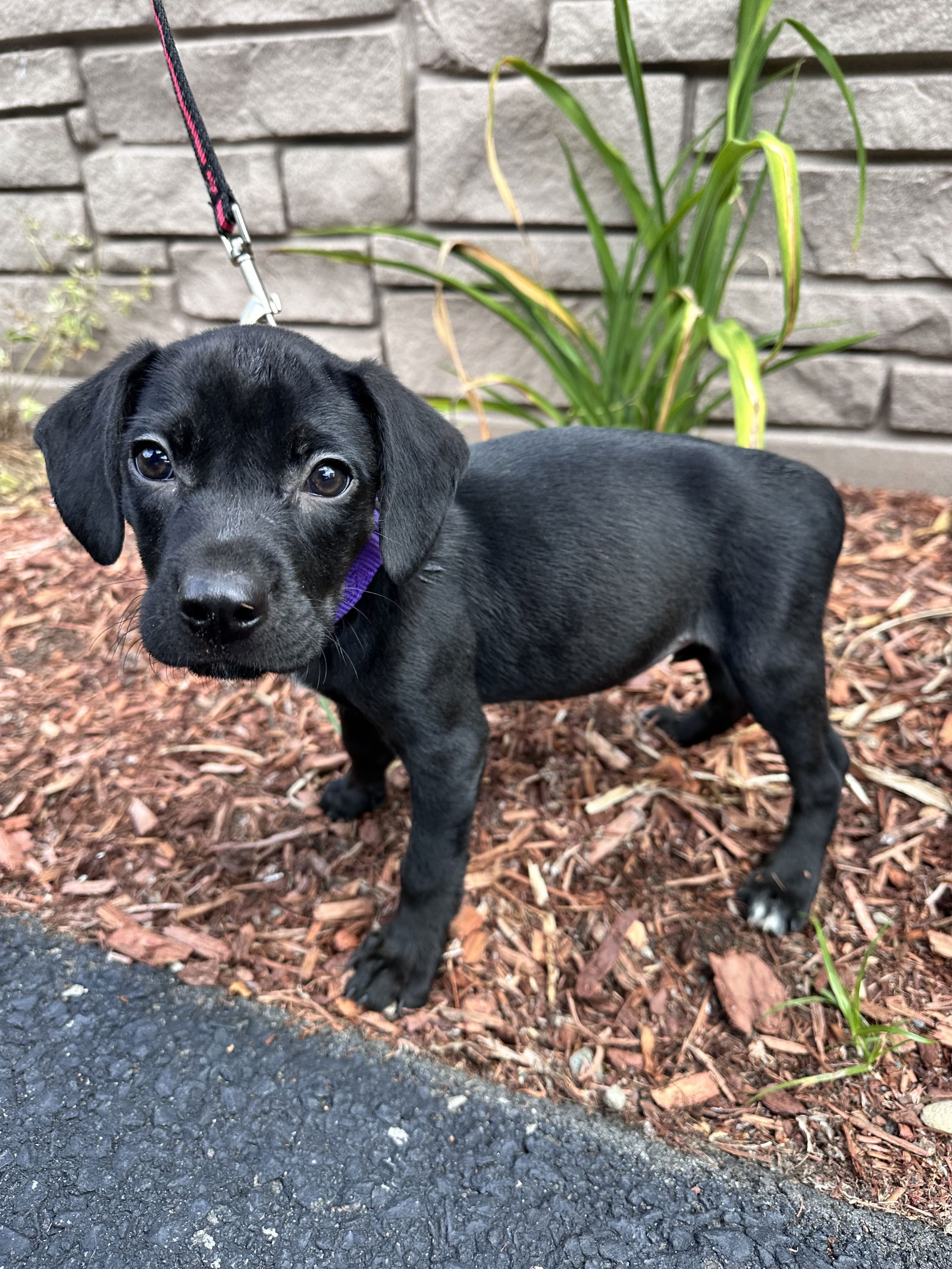 adoptable Dog in Sterling, MA named AVAIL 7/25 Pop 2 months female