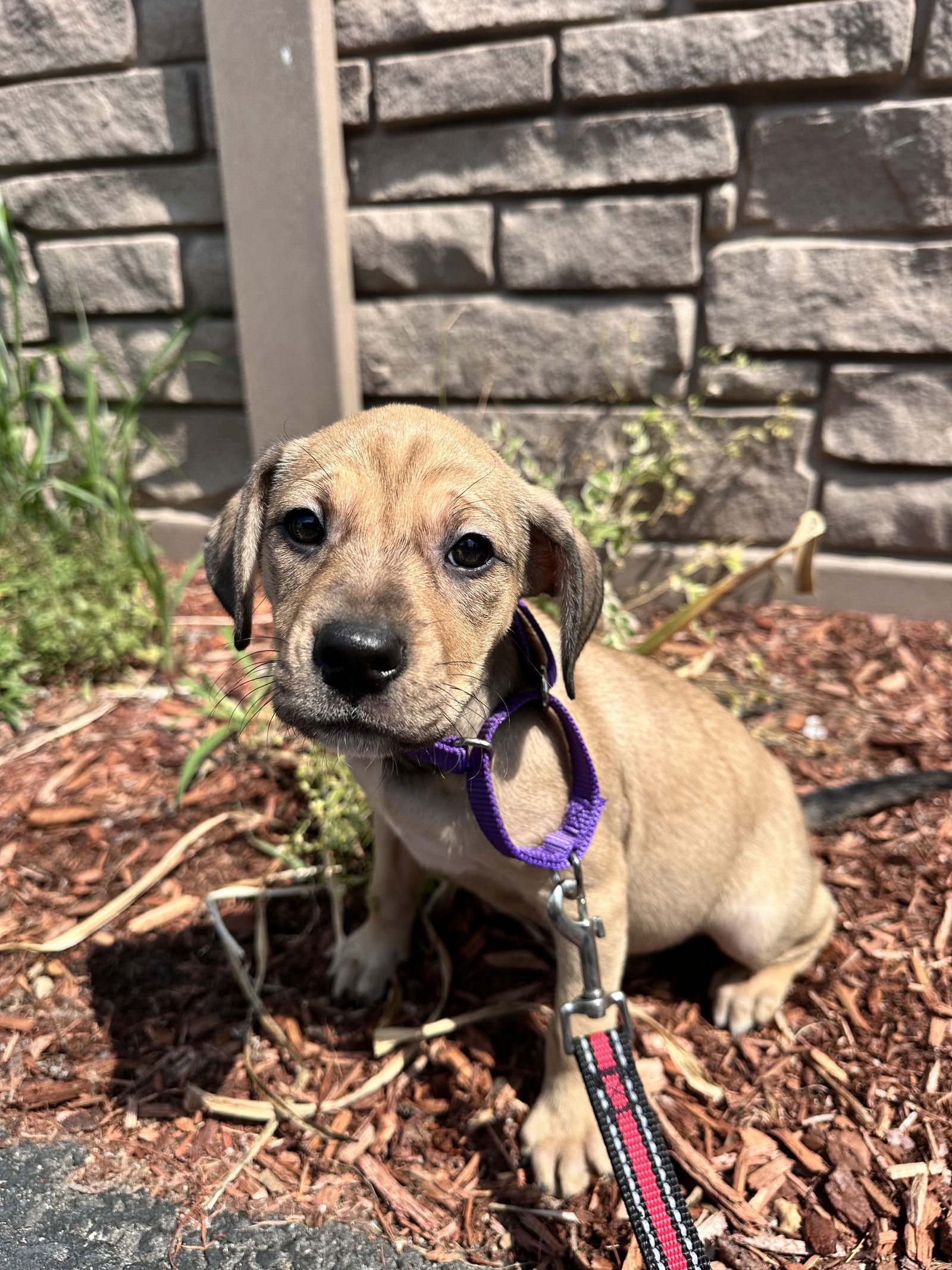 adoptable Dog in Sterling, MA named AVAIL 7/25 Sparkler 2 months female