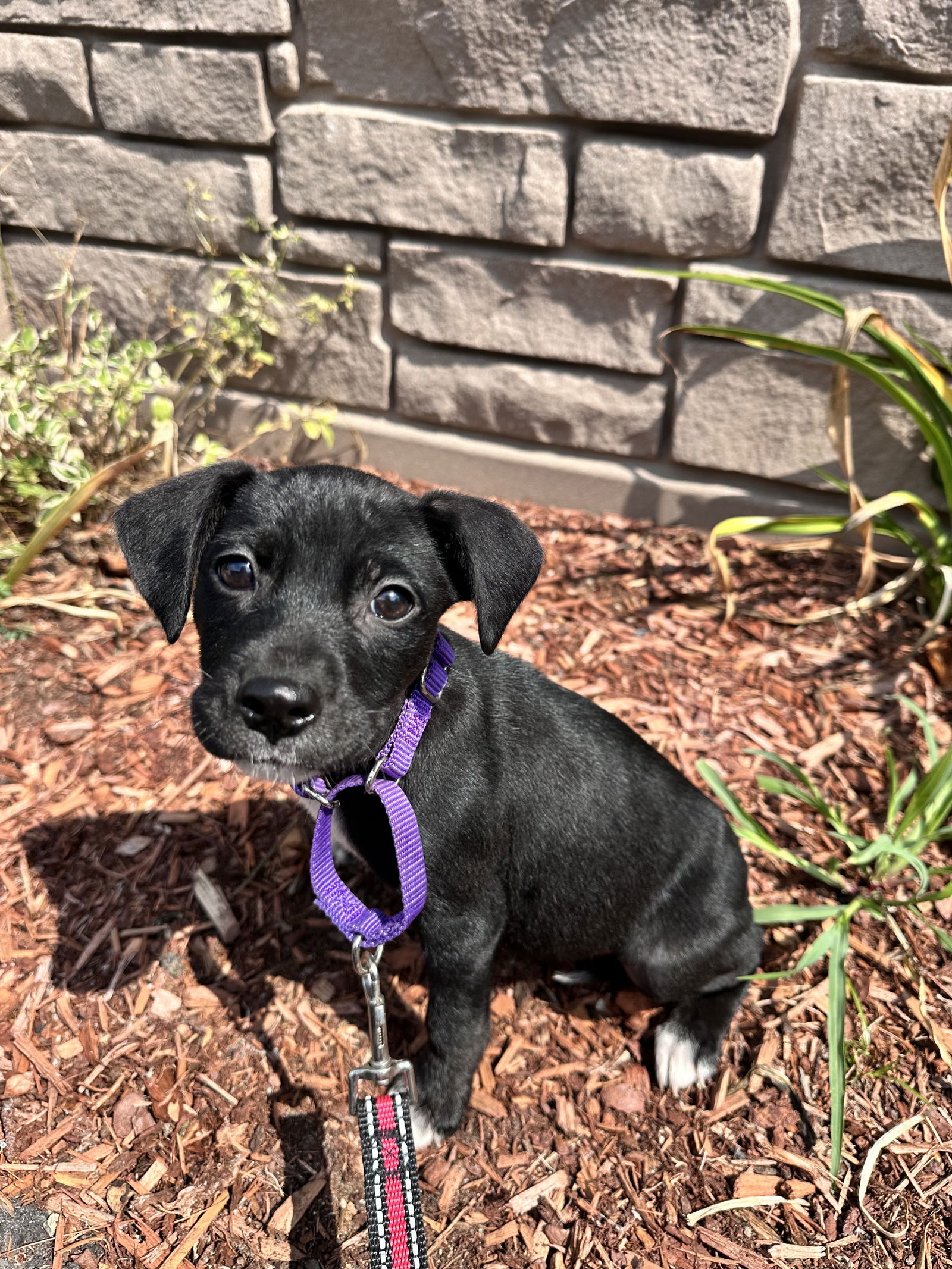 adoptable Dog in Sterling, MA named AVAIL 7/25 Burger 2 months male