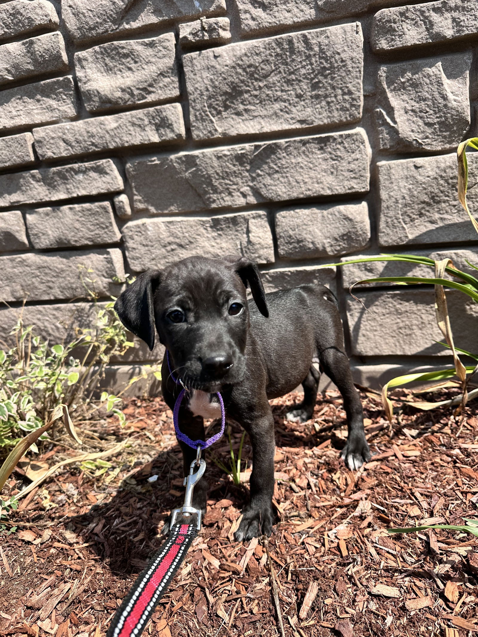 adoptable Dog in Sterling, MA named AVAIL 7/25 Hot Dog 2 month female