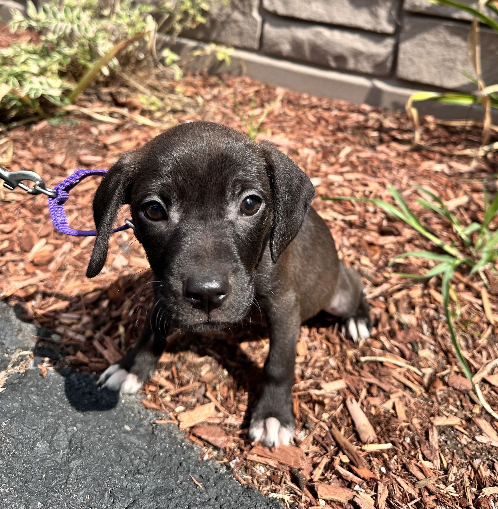 adoptable Dog in Sterling, MA named AVAIL 7/25 Chips 2 month female