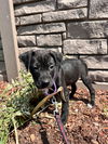adoptable Dog in  named AVAIL 7/25 Buns 2 months male