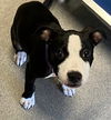 adoptable Dog in  named Barrow 3 month old