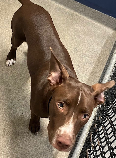 adoptable Dog in Sterling, MA named Eeyore 7 mths old loves swimming
