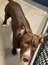 adoptable Dog in  named Eeyore 7 mths old