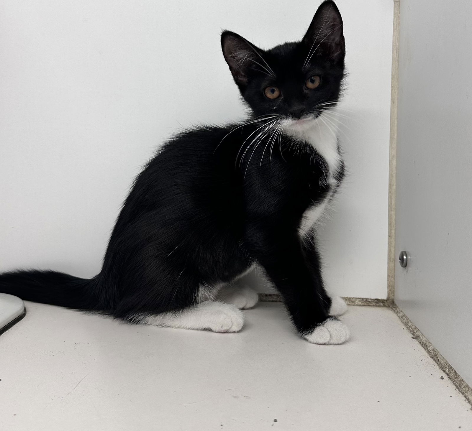 adoptable Cat in Sterling, MA named Joey female 10 weeks