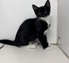 adoptable Cat in  named Joey female 10 weeks