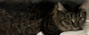 adoptable Cat in  named sheba 4yr old