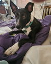 adoptable Dog in , MA named Taison 6-8 Months male- info in bio