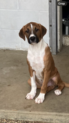 adoptable Dog in  named Nash 4 months Ava 8/1