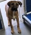 adoptable Dog in  named Nessie 4 months Ava 8/1