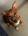 adoptable Dog in  named Burberry 4 months Ava 8/1
