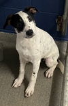 adoptable Dog in  named Chanel 4 months Ava 8/1