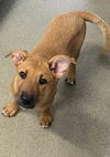 adoptable Dog in  named Maggie 3 months Ava 8/1
