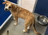 adoptable Dog in  named Cosmo 5 months Ava 8/1