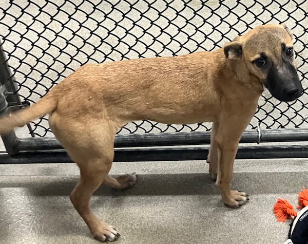 dama - 5 Months ( AVAIL 12/26)