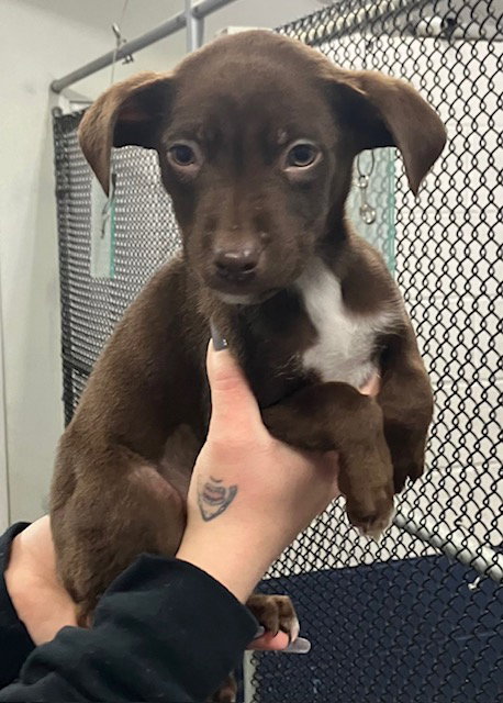 picture of the dog needing adoption