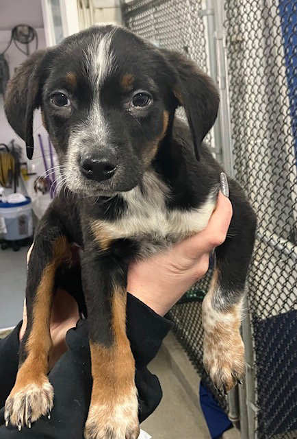 picture of the dog needing adoption