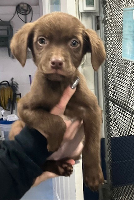 picture of the dog needing adoption