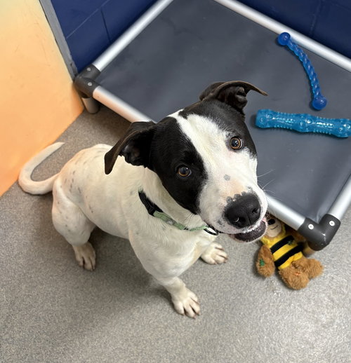 picture of the dog needing adoption