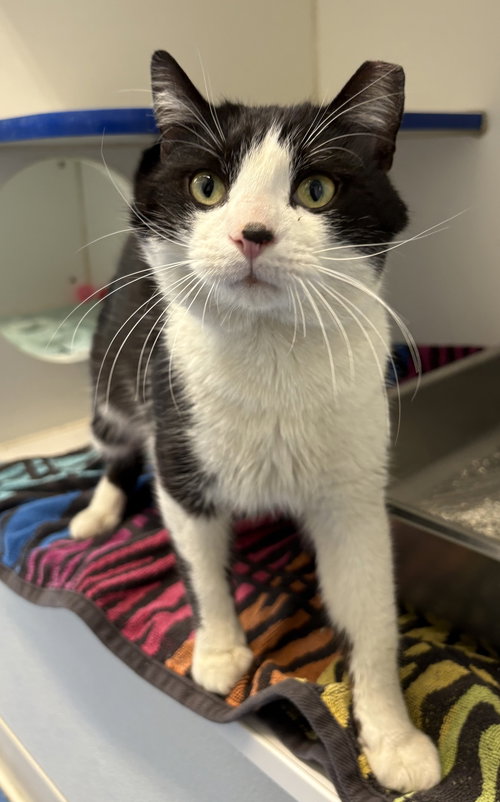 TUXIE 1 YEAR