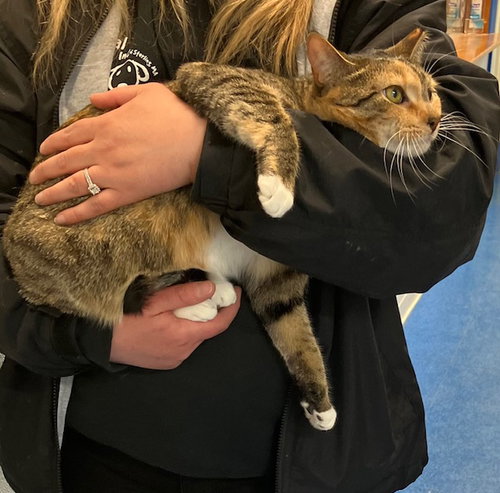 picture of the cat needing adoption