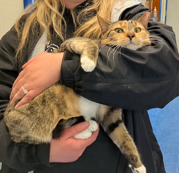 Cinnamin 1 Year