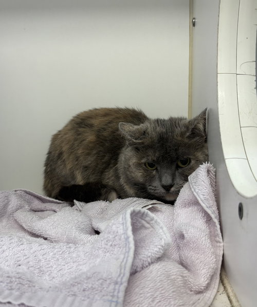 picture of the cat needing adoption