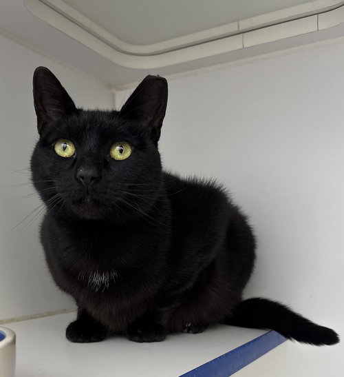 picture of the cat needing adoption