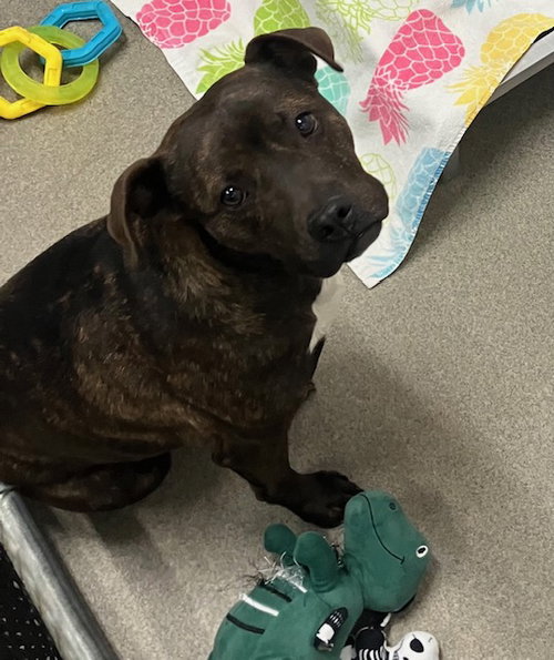 picture of the dog needing adoption