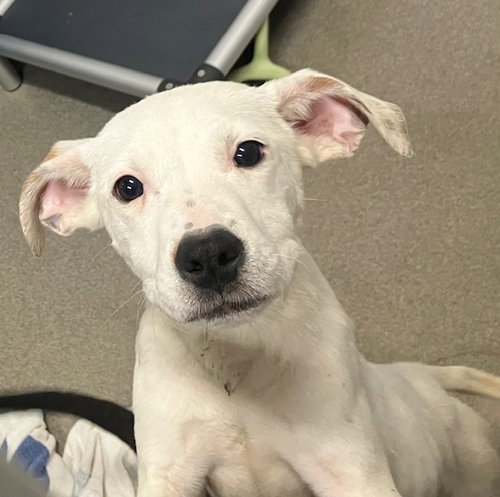 picture of the dog needing adoption