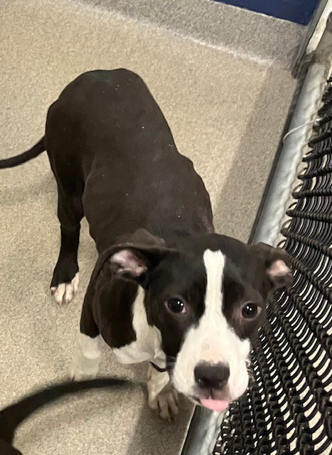 picture of the dog needing adoption