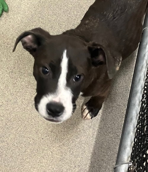 picture of the dog needing adoption