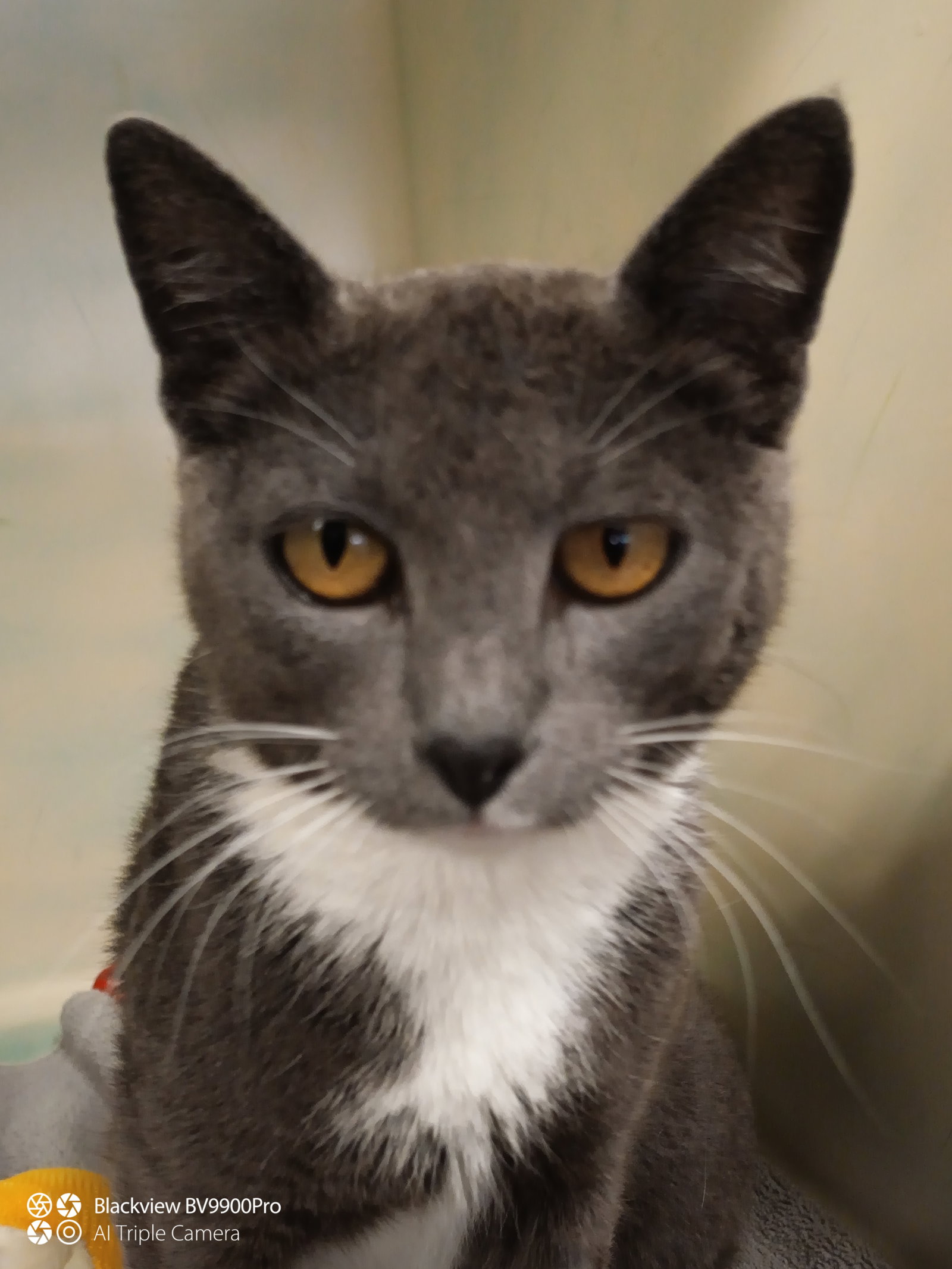 Gray cat 2 years female