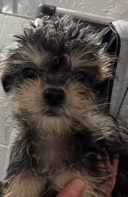 Mister 6 months Ava 3/26