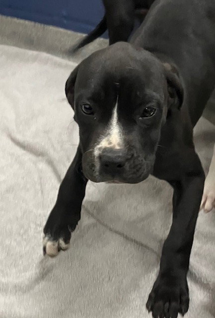 Milkshake 4 months female Ava 3/26