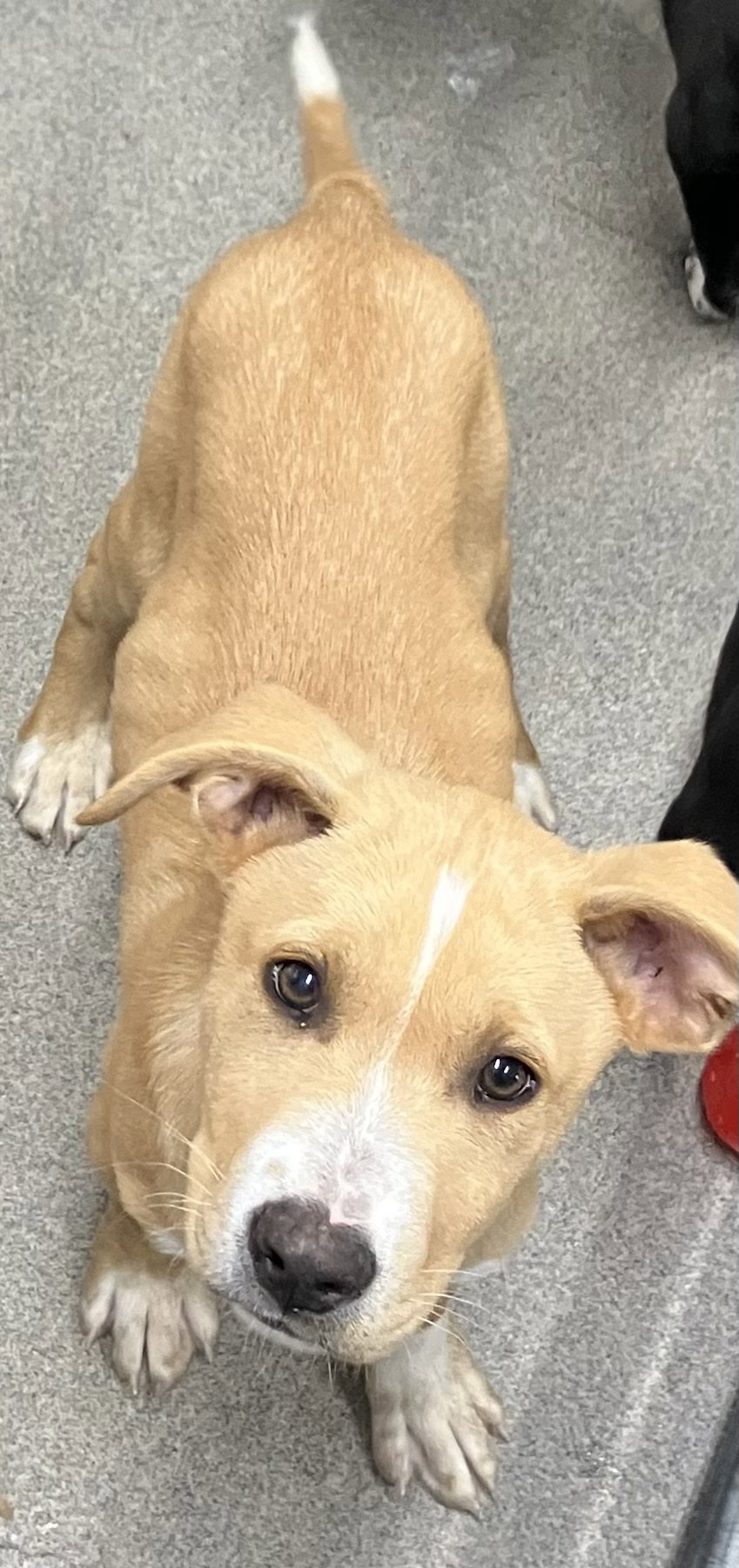 Freckles 4 months male Ava 3/25