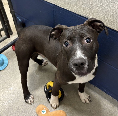 Penguin 5 months, an adoptable Labrador Retriever in Sterling, MA