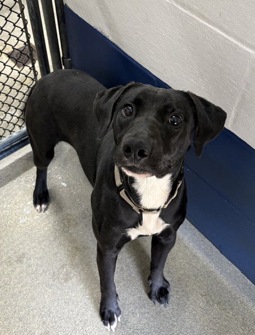 Nyx 1 year female AVAILABLE 4/9, an adoptable Labrador Retriever in Sterling, MA