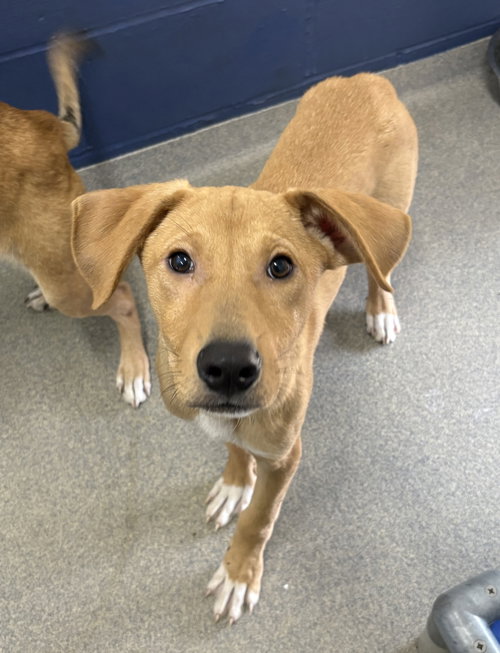 Kobe 3 months AVAILABLE 4/9, an adoptable Hound in Sterling, MA
