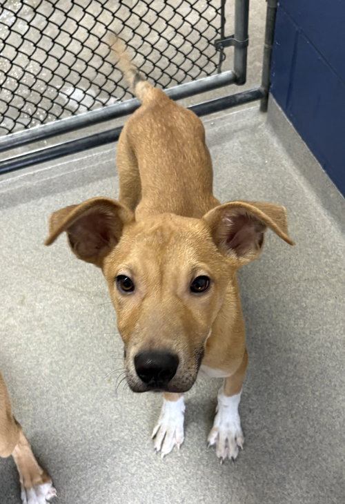 Kash 3 months AVAILABLE 4/9, an adoptable Hound in Sterling, MA
