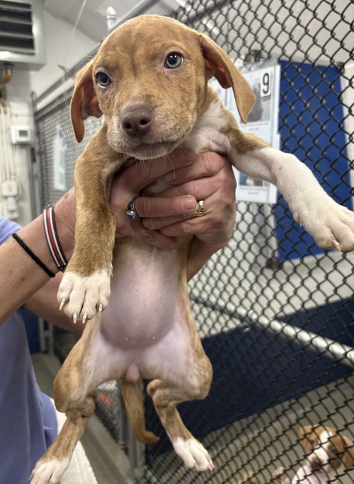 Stella 2 months AVAILABLE 4/9, an adoptable Terrier in Sterling, MA