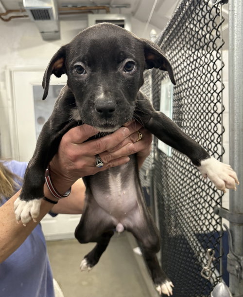 Tianna 2 months AVAILABLE 4/9, an adoptable Terrier in Sterling, MA