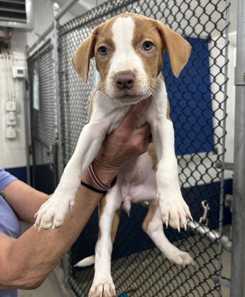 Eudora 2 months AVAILABLE 4/9, an adoptable Terrier in Sterling, MA